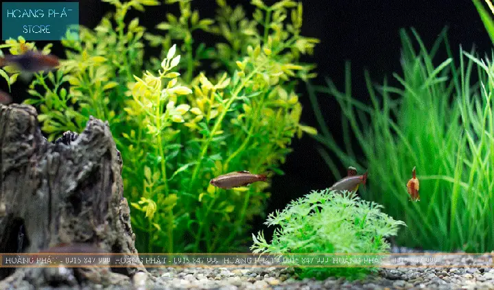 Hướng Dẫn Toàn Tập Về Bình Oxy Đóng Cá Cho Người Nuôi Và Kinh Doanh Thủy Sản