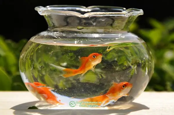 bình thủy tinh nuôi cá