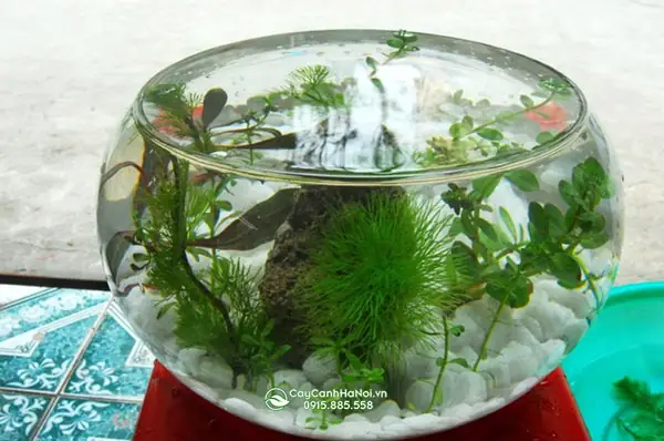 bình thủy tinh nuôi cá
