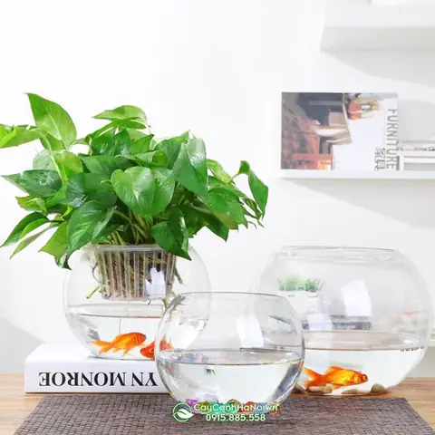 bình thủy tinh nuôi cá