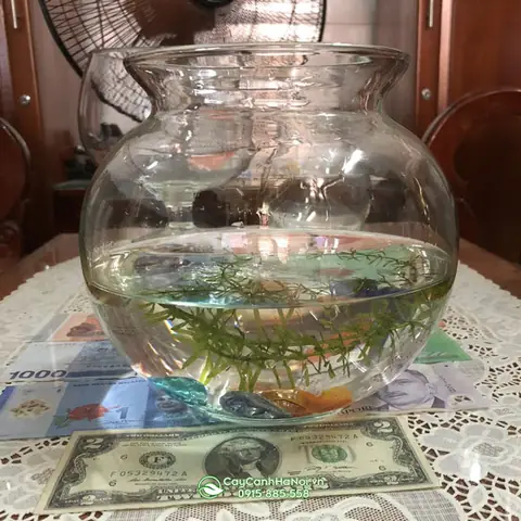 bình thủy tinh nuôi cá