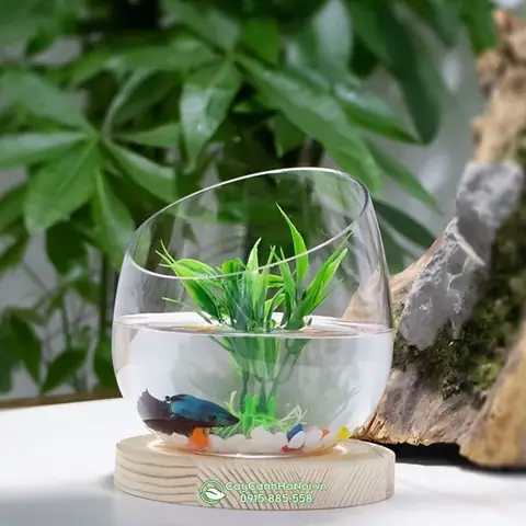 bình thủy tinh nuôi cá