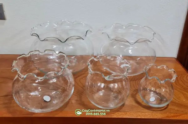 bình thủy tinh nuôi cá