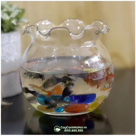 bình thủy tinh nuôi cá