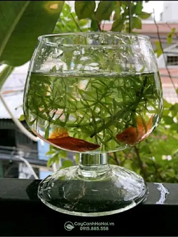 bình thủy tinh nuôi cá