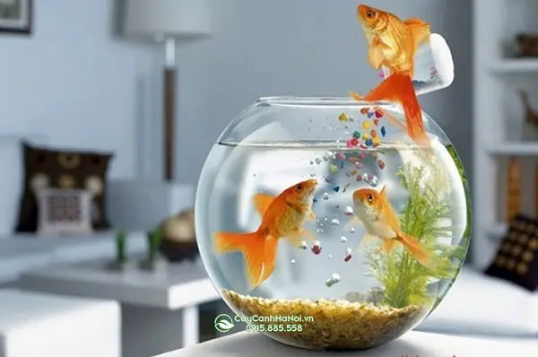 bình thủy tinh nuôi cá