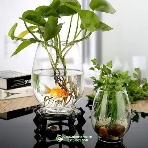 bình thủy tinh nuôi cá