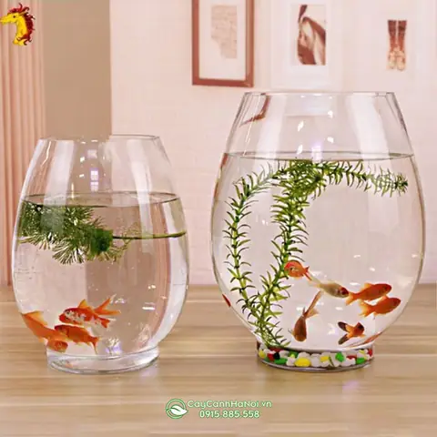 bình thủy tinh nuôi cá