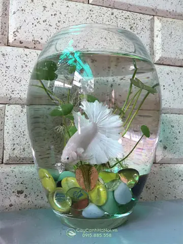 bình thủy tinh nuôi cá