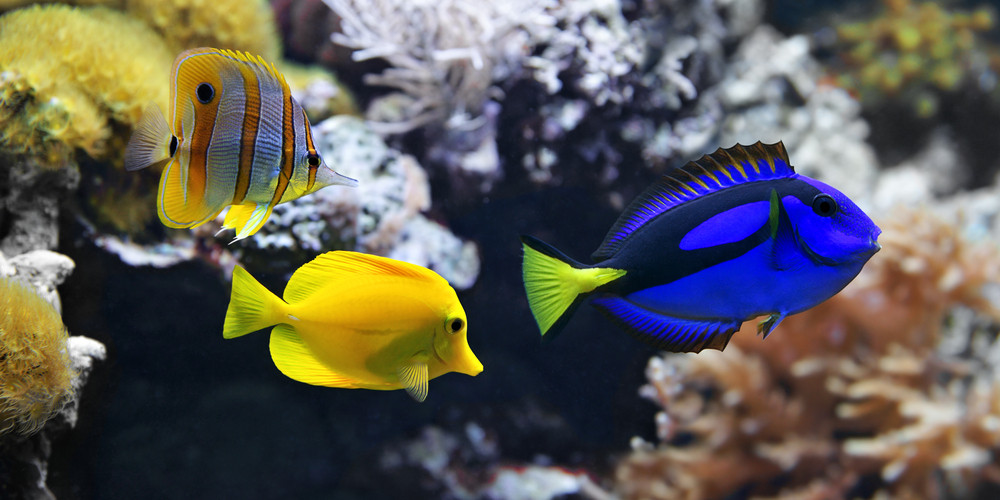 Blue Tang và Yellow Tang bơi lội trong rạn san hô