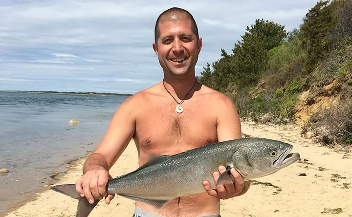 Bluefish Là Cá Gì? Khám Phá Đặc Điểm Và Môi Trường Sống