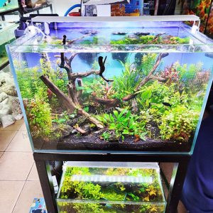 bộ bể cá cảnh thủy sinh 60x40x40cm full set kính Việt Nhật 8ly