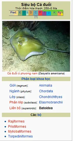 Cá Đuối Điện: Giải Mã Khả Năng Săn Mồi Và Đặc Điểm Sinh Học
