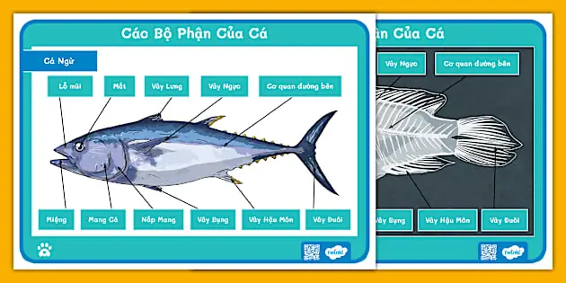 Cá Vây Tay: Đặc điểm, cách chăm sóc và những điều cần biết