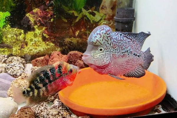 Bố cục bể cá với đá và cây thủy sinh, tạo nơi ẩn nấp cho cá La Hán
