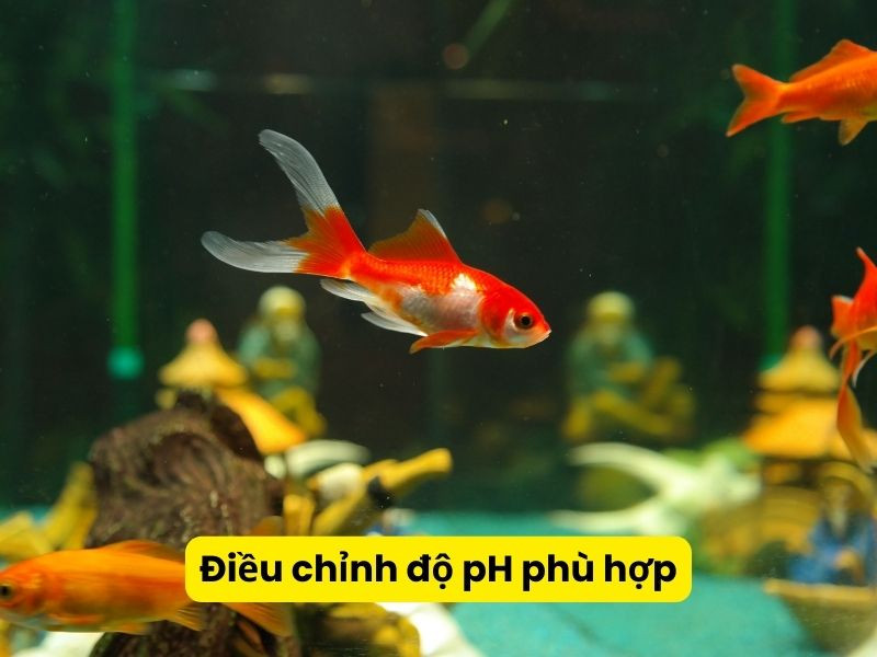 Bộ dụng cụ kiểm tra độ pH nước, minh họa việc theo dõi và điều chỉnh độ pH tối ưu cho môi trường nuôi cá ba đuôi và cá bảy màu