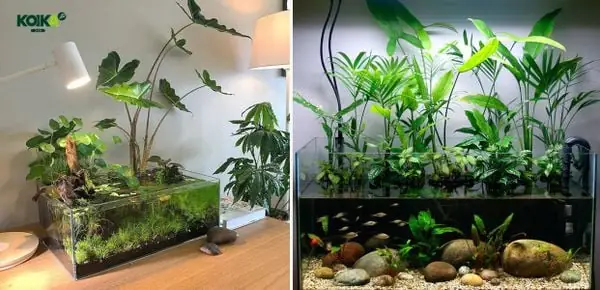 Bộ Lọc Vi Sinh Cho Hồ Cá: Kiến Thức Cần Biết Và Cách Chọn