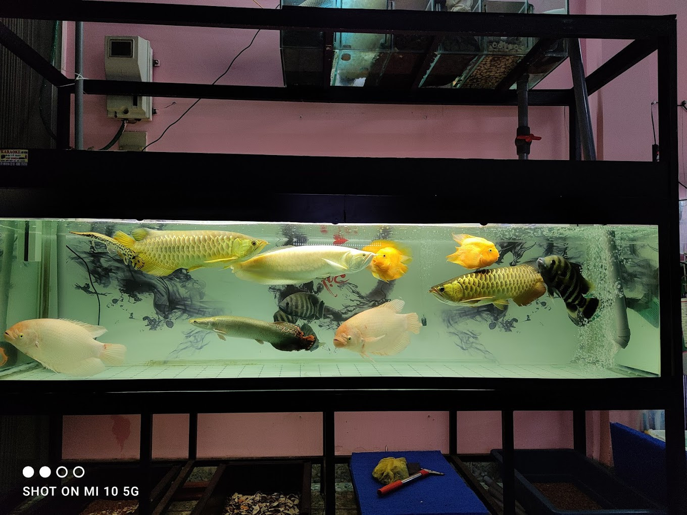 Bộ sưu tập cá cảnh giá trị cao tại shop 292