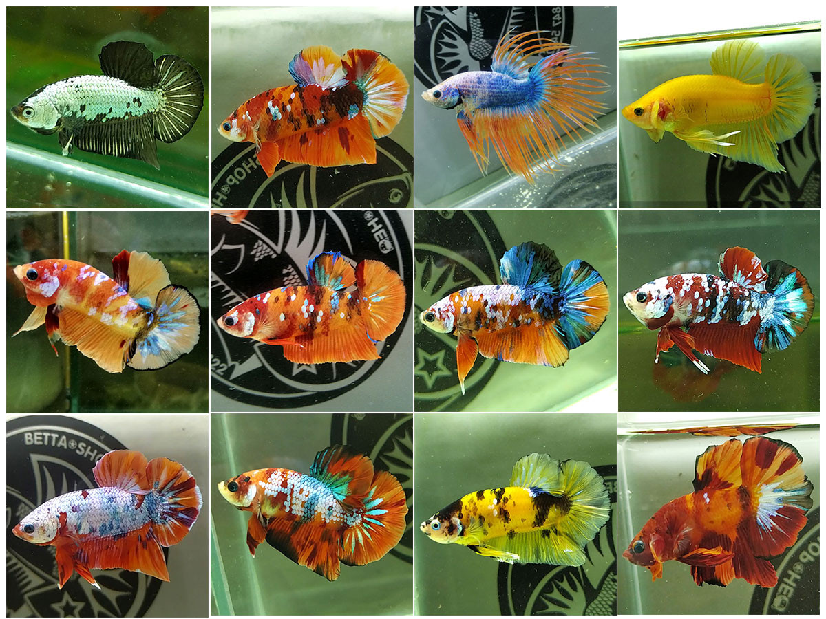 Bộ sưu tập các loại cá Betta với màu sắc và hình dáng đuôi đa dạng, từ Halfmoon đến Galaxy.