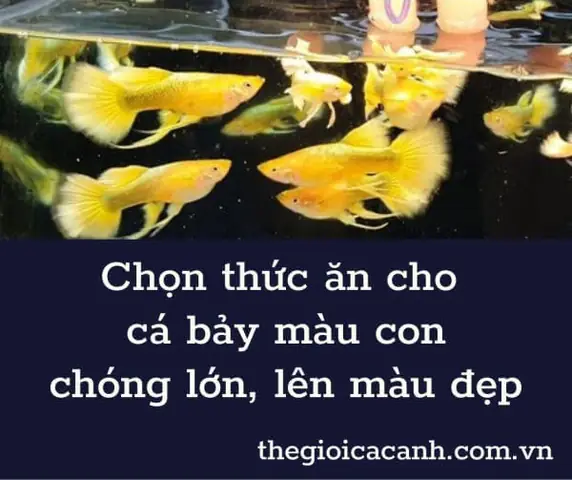 Bobo Cho Cá Bảy Màu: Lợi Ích, Cách Nuôi Và Lưu Ý Quan Trọng
