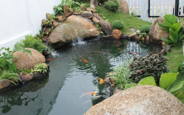 Bơm nước bể cá cảnh duy trì môi trường trong sạch