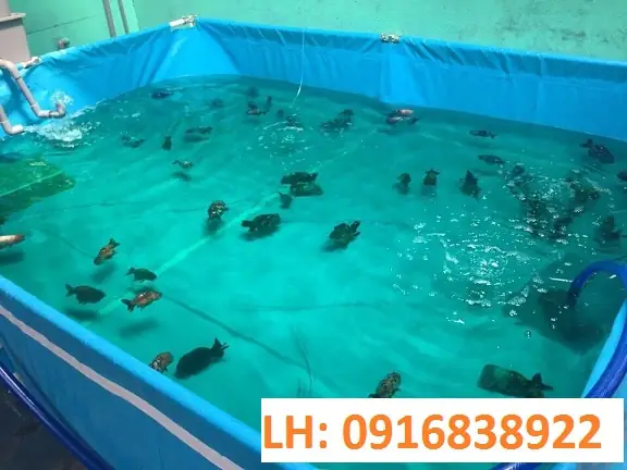 Bồn Bạt Nuôi Cá: Hướng Dẫn Toàn Diện Từ Chọn Lựa Đến Lắp Đặt Hiệu Quả