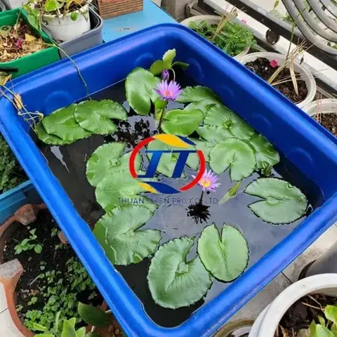 Bồn Nhựa Vuông Nuôi Cá: Cẩm Nang Từ A Đến Z Cho Người Mới