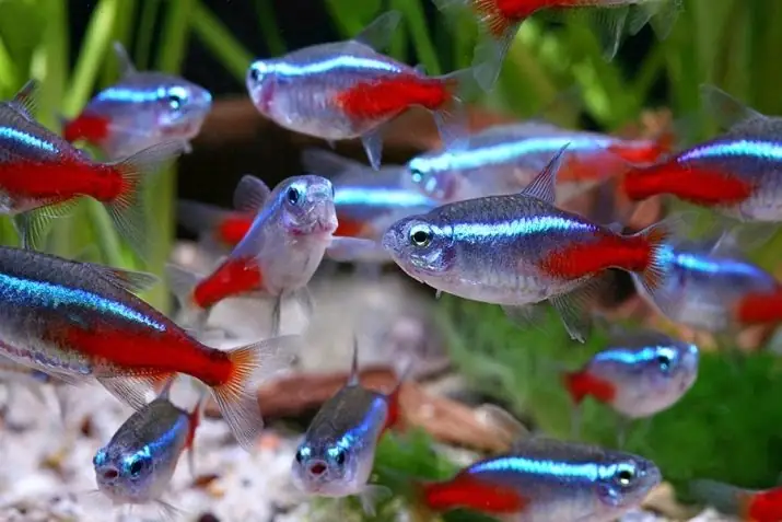 Bóng Cá Phát Sáng Là Gì? Hướng Dẫn Nuôi & Chăm Sóc Cá Glofish