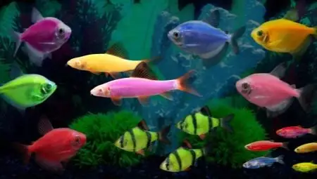 Bóng Cá Phát Sáng Là Gì? Hướng Dẫn Nuôi & Chăm Sóc Cá Glofish