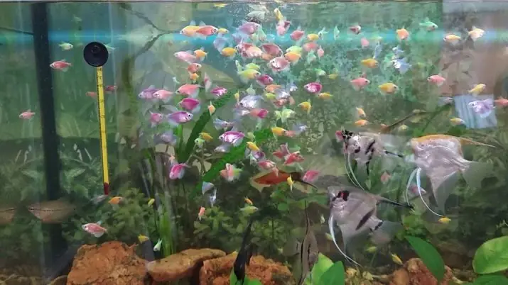 Bóng Cá Phát Sáng Là Gì? Hướng Dẫn Nuôi & Chăm Sóc Cá Glofish