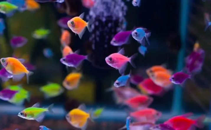 Bóng Cá Phát Sáng Là Gì? Hướng Dẫn Nuôi & Chăm Sóc Cá Glofish