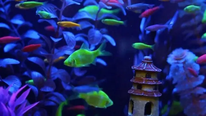 Bóng Cá Phát Sáng Là Gì? Hướng Dẫn Nuôi & Chăm Sóc Cá Glofish