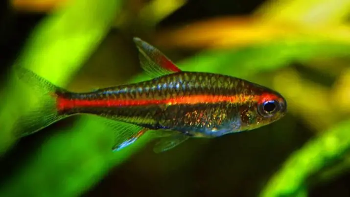 Bóng Cá Phát Sáng Là Gì? Hướng Dẫn Nuôi & Chăm Sóc Cá Glofish