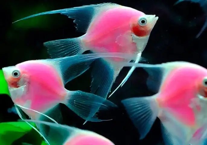 Bóng Cá Phát Sáng Là Gì? Hướng Dẫn Nuôi & Chăm Sóc Cá Glofish