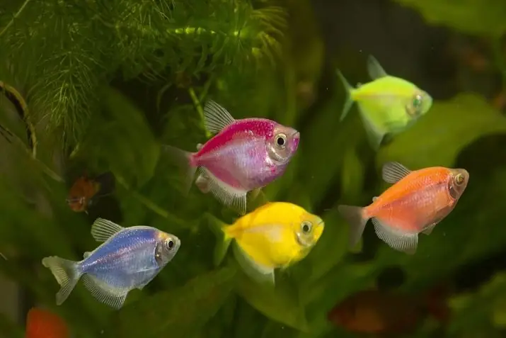 Bóng Cá Phát Sáng Là Gì? Hướng Dẫn Nuôi & Chăm Sóc Cá Glofish