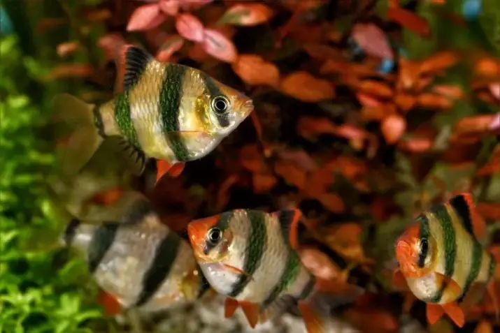 Bóng Cá Phát Sáng Là Gì? Hướng Dẫn Nuôi & Chăm Sóc Cá Glofish