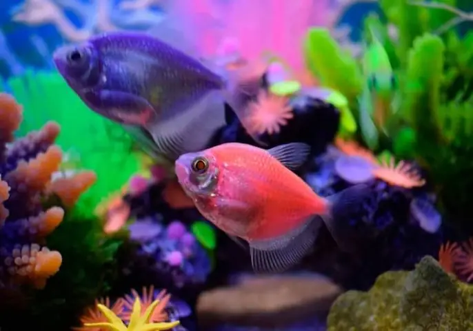 Bóng Cá Phát Sáng Là Gì? Hướng Dẫn Nuôi & Chăm Sóc Cá Glofish