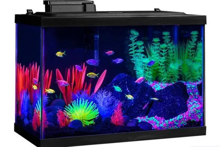 Bóng Cá Phát Sáng Là Gì? Hướng Dẫn Nuôi & Chăm Sóc Cá Glofish