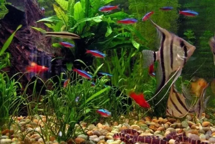 Bóng Cá Phát Sáng Là Gì? Hướng Dẫn Nuôi & Chăm Sóc Cá Glofish