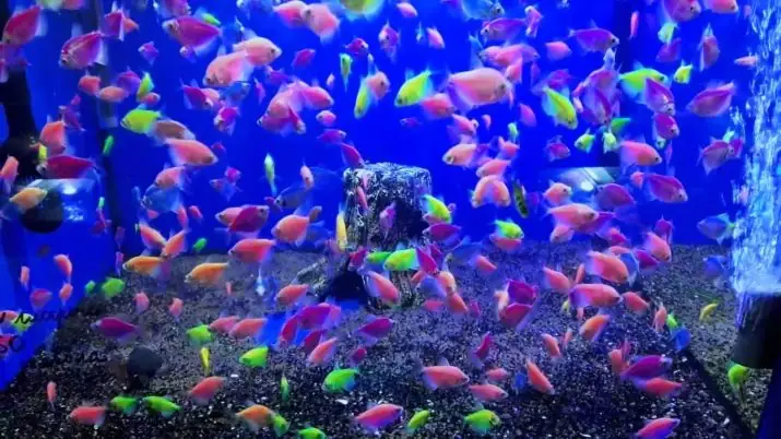 Bóng Cá Phát Sáng Là Gì? Hướng Dẫn Nuôi & Chăm Sóc Cá Glofish