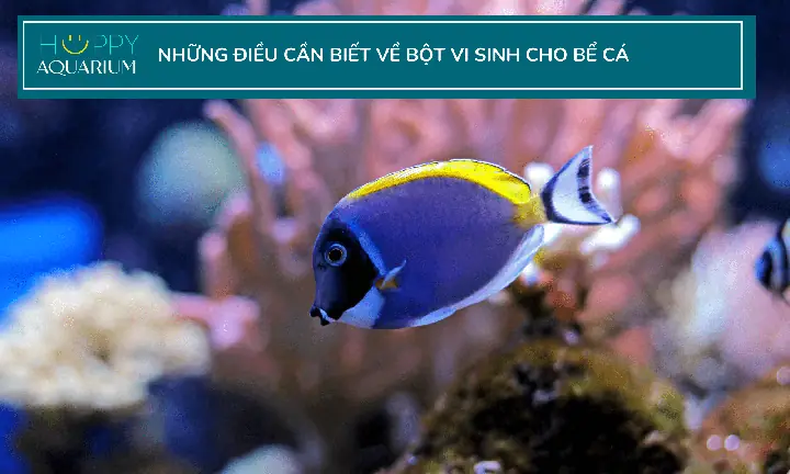 Bột Vi Sinh Cho Bể Cá: Hướng Dẫn Sử Dụng Và Lợi Ích Toàn Diện