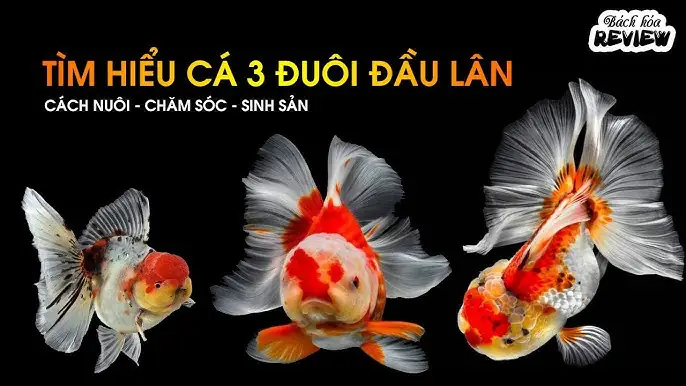 Cá 3 Đuôi Đổi Màu: Nguyên nhân, Cách chăm sóc và Phòng ngừa hiệu quả