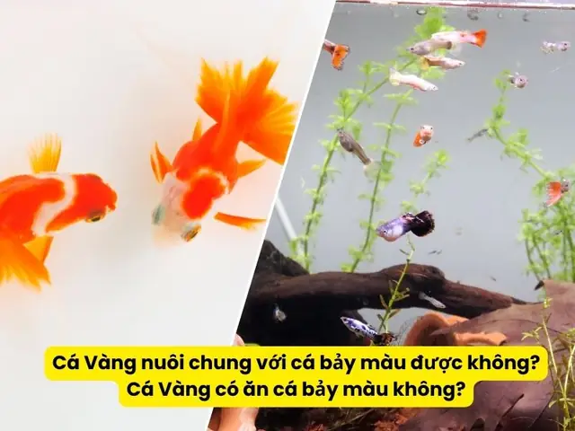 Cá 3 Đuôi Nuôi Chung Với Cá 7 Màu: Có Khả Thi Hay Không?