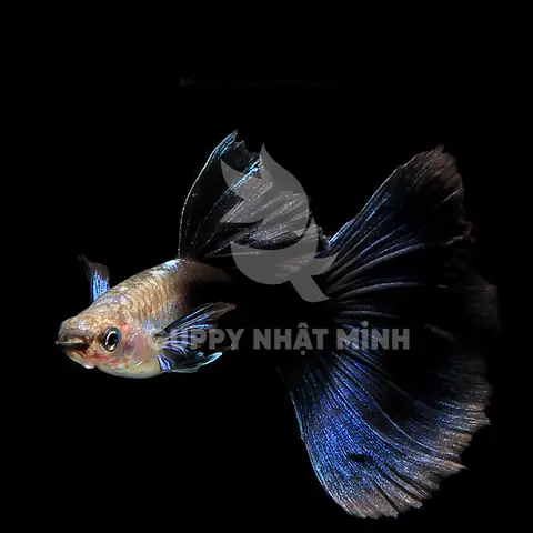 Cá 7 Màu Dark Night: Nguồn Gốc, Đặc Điểm Và Hướng Dẫn Nuôi Chi Tiết