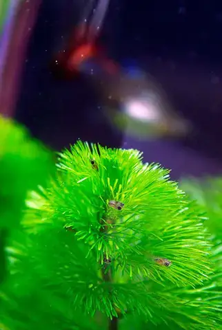 cá 7 màu đẹp