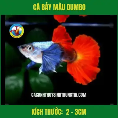 cá 7 màu đẹp
