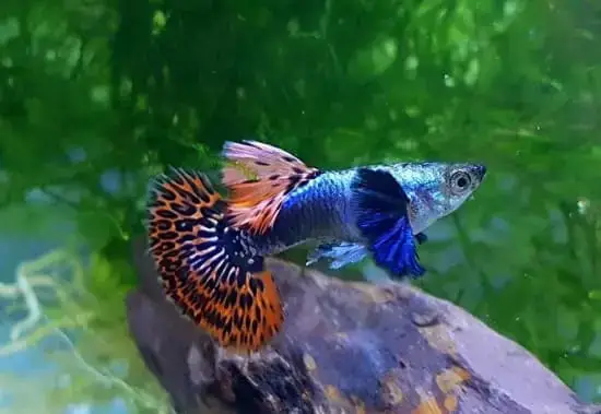 cá 7 màu đẹp