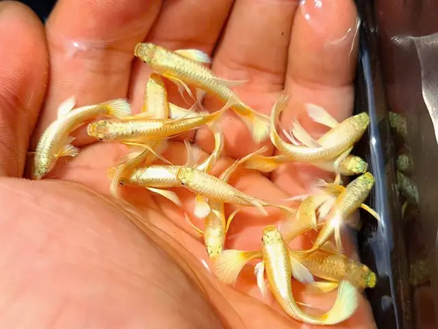 Cá 7 Màu Full Gold Hà Nội: Hướng Dẫn Chọn Và Chăm Sóc Đúng Chuẩn