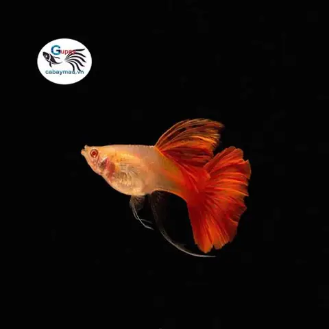 Cá 7 Màu Full Red Là Gì? Đặc Điểm, Giá và Cách Chăm Sóc