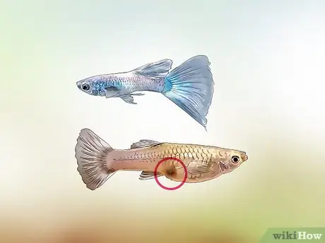 Cá 7 Màu Mái: Đặc Điểm, Cách Chăm Sóc và Sinh Sản Hiệu Quả